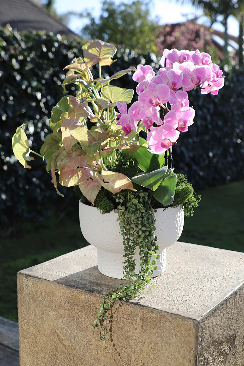 Cilo Pedestal