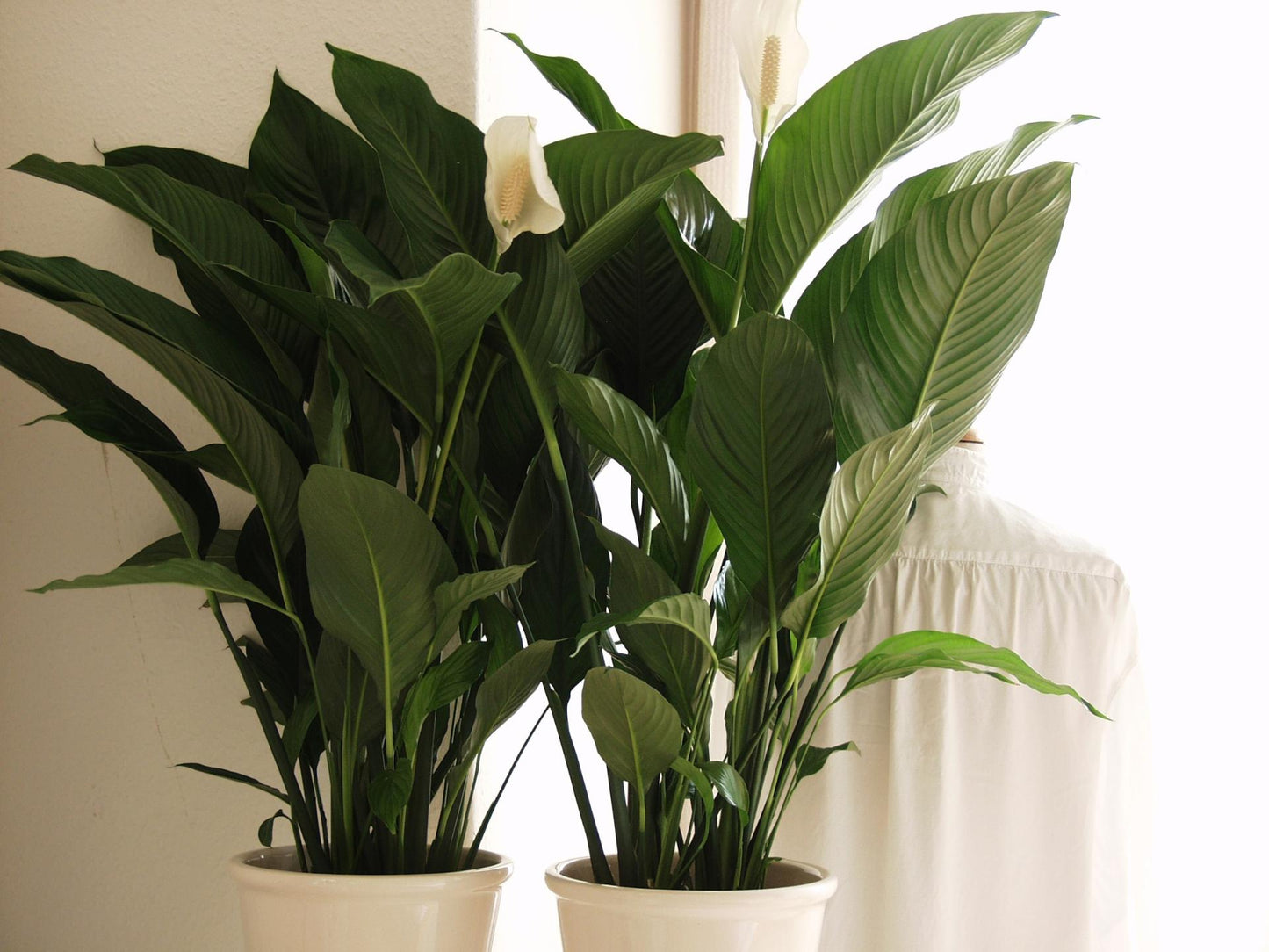 Spathiphyllum Sebastiano