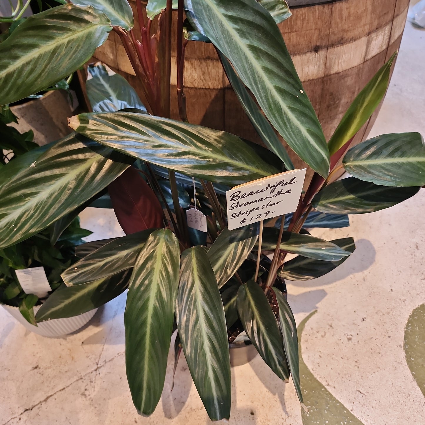 Stromanthe Stripestar