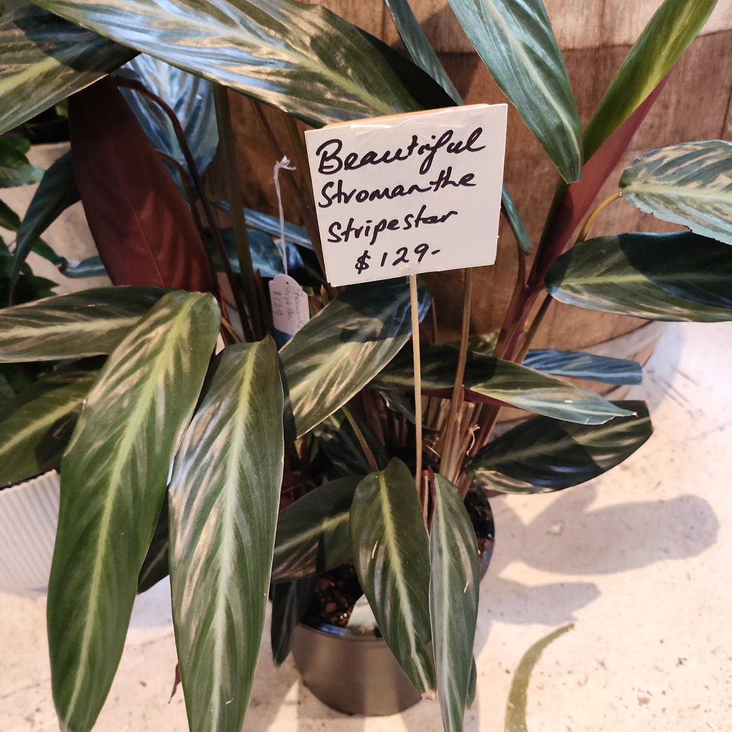 Stromanthe Stripestar