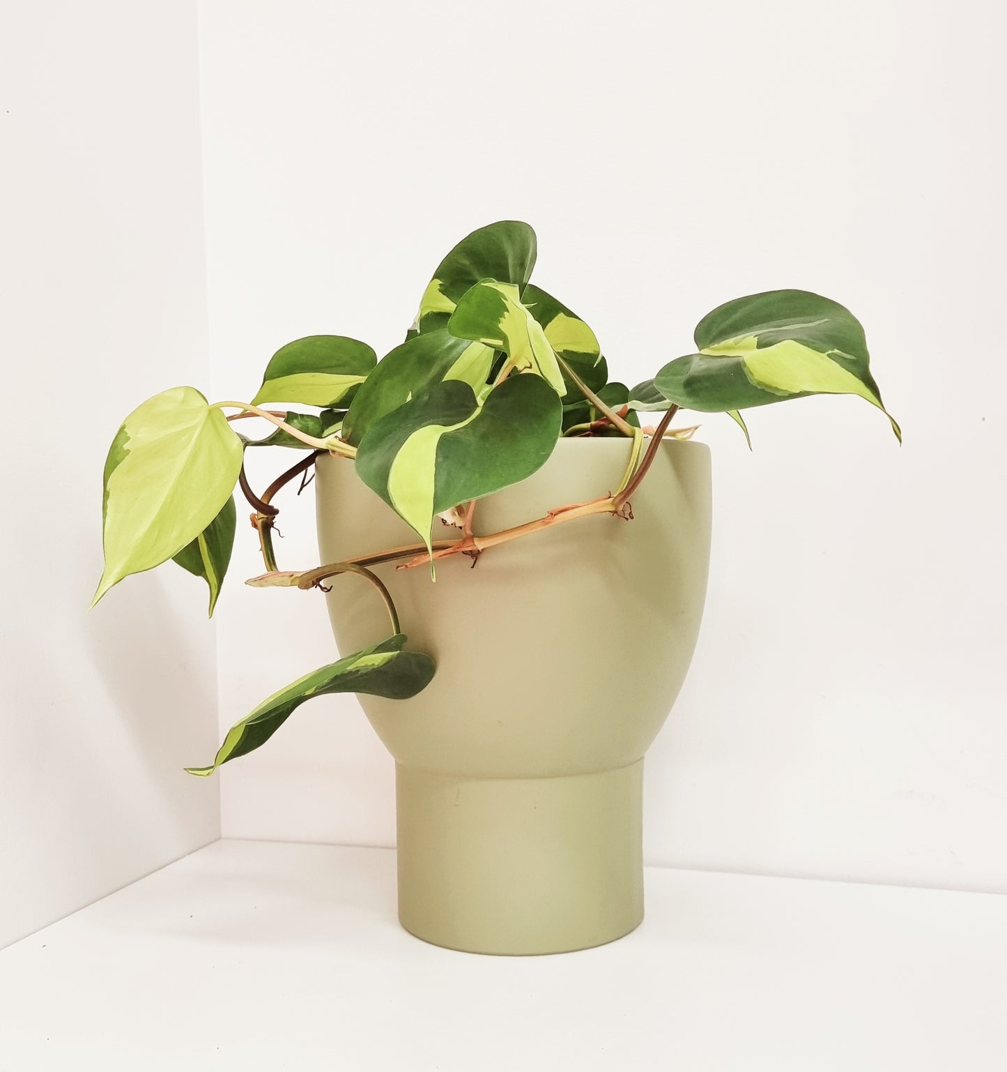 Philodendron - Brasil