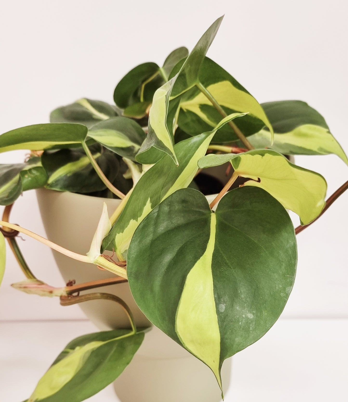 Philodendron - Brasil