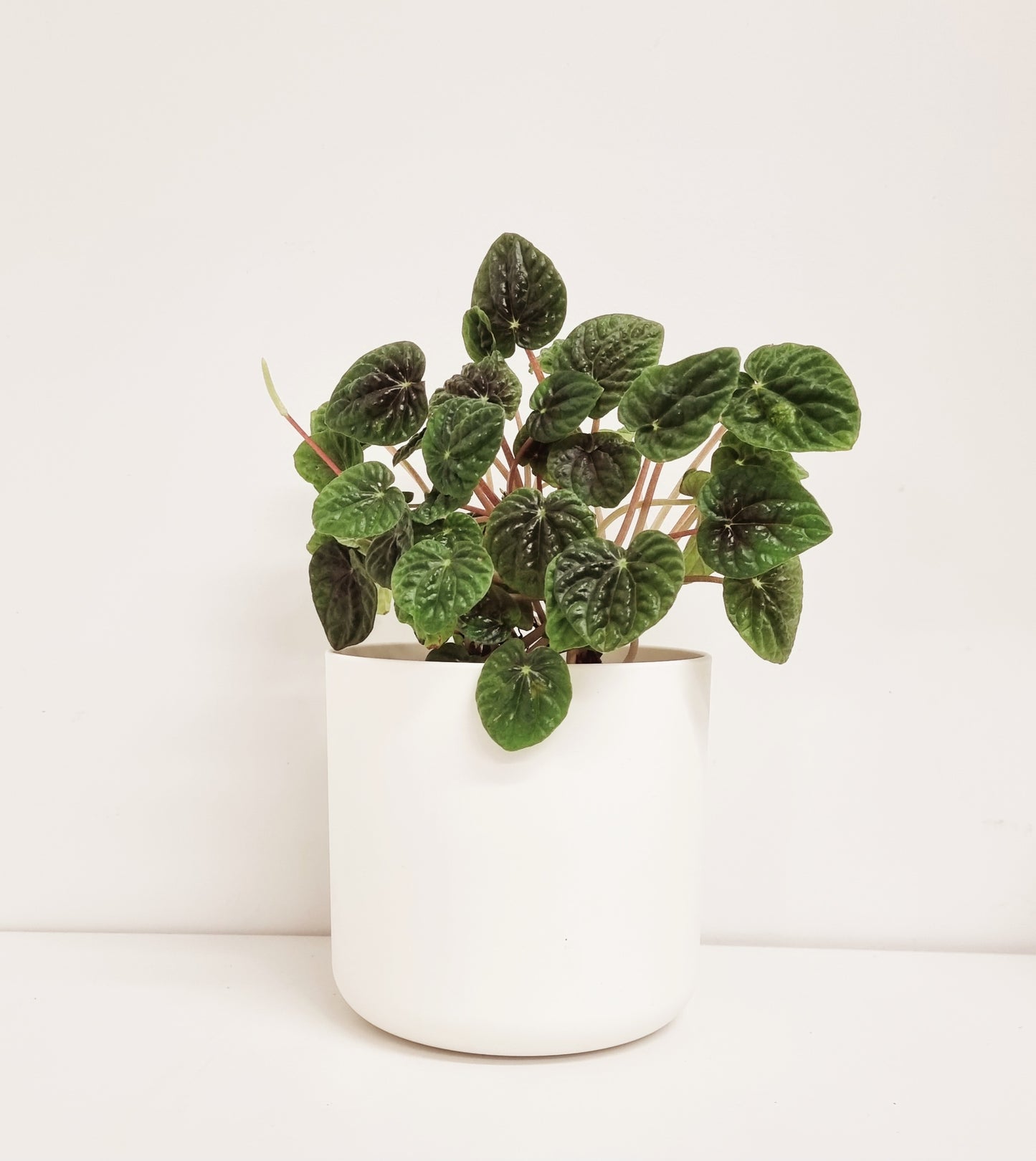 Peperomia - Emerald Ripple