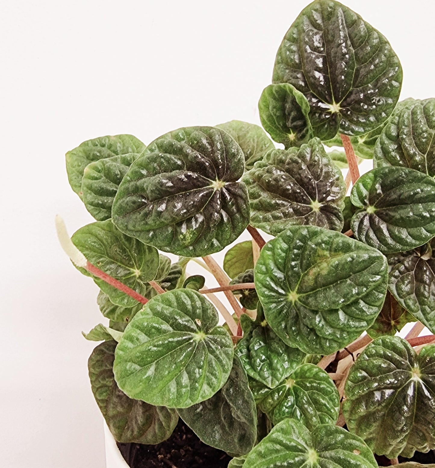 Peperomia - Emerald Ripple