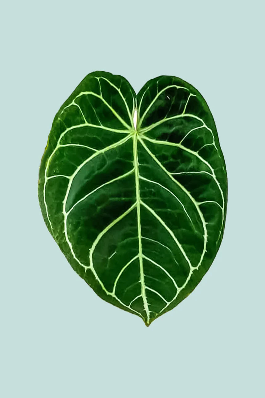 Anthurium Magnificum