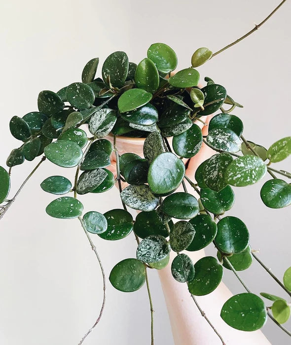 Hoya - Mathilde