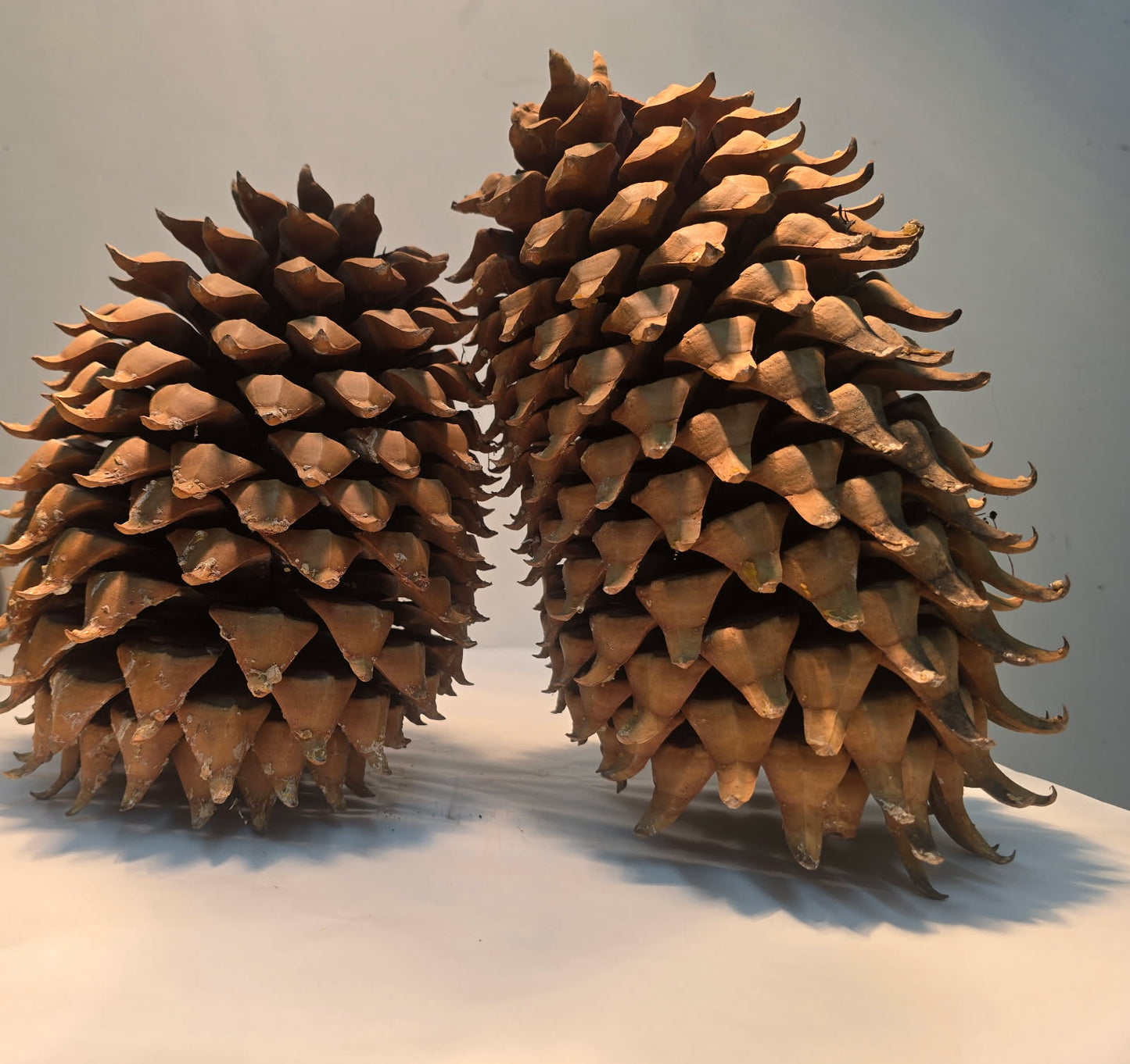 Pinecone