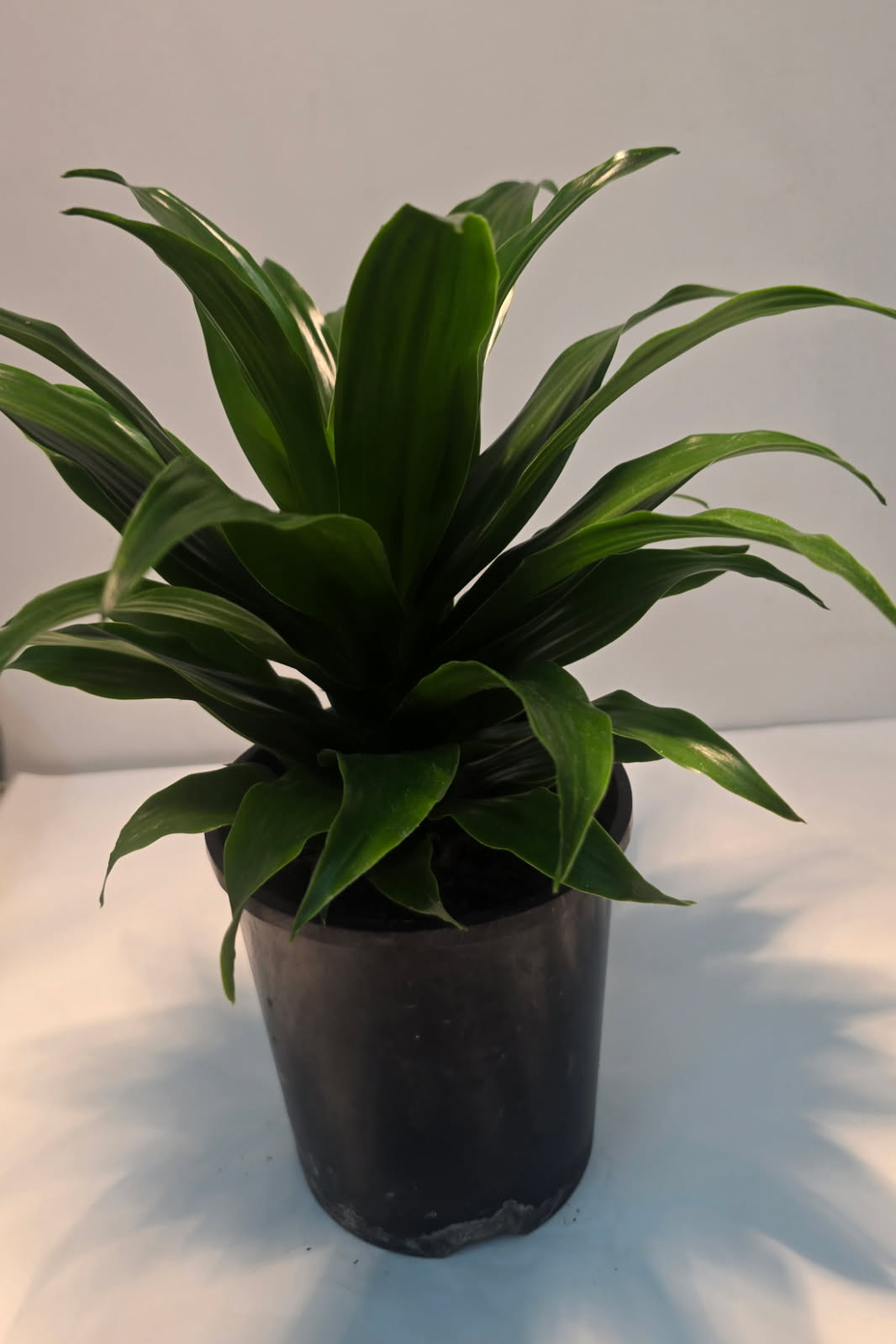 Draceana Janet Craig Compacta 14cm