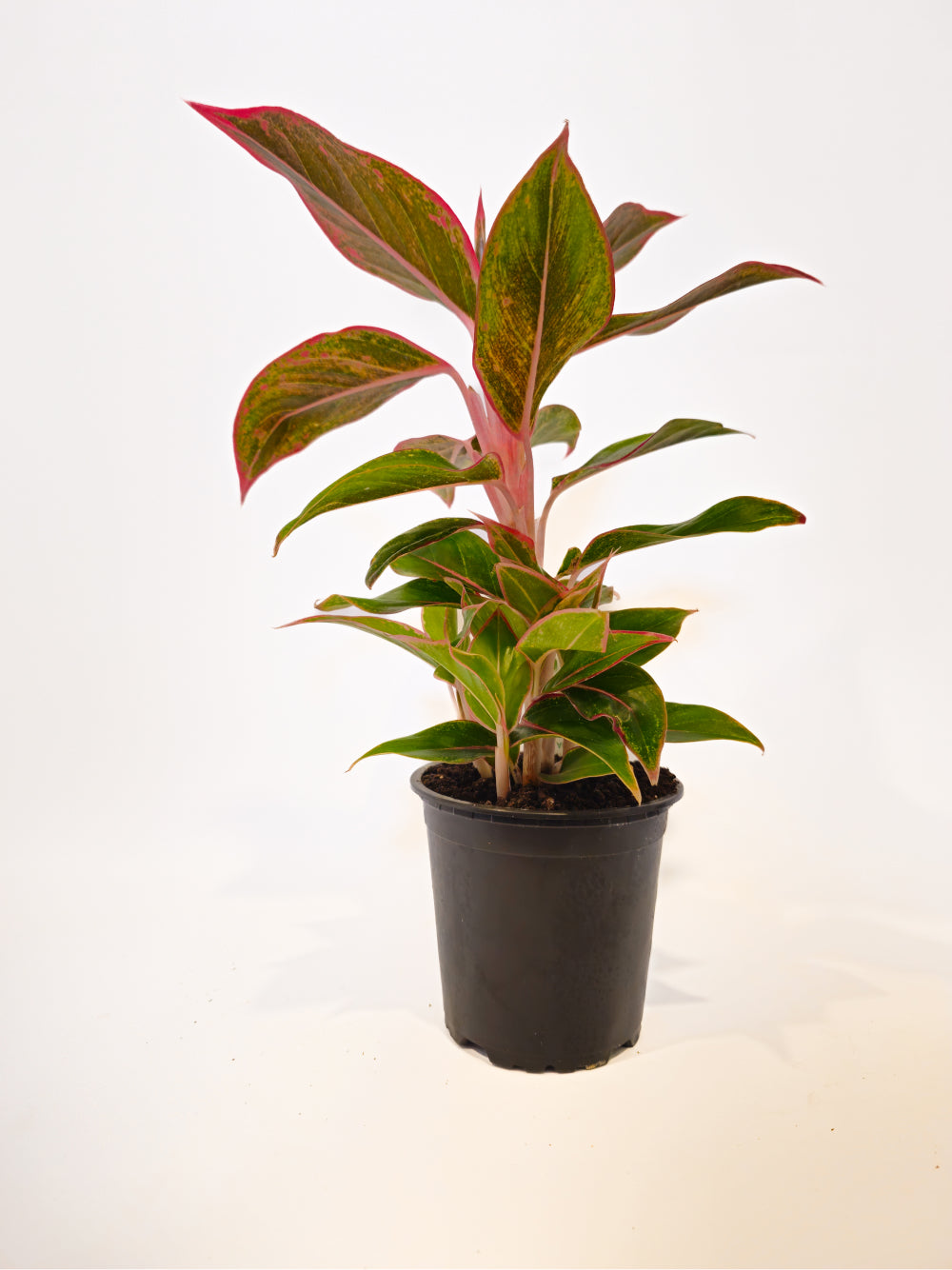 Aglaonema Red Gold