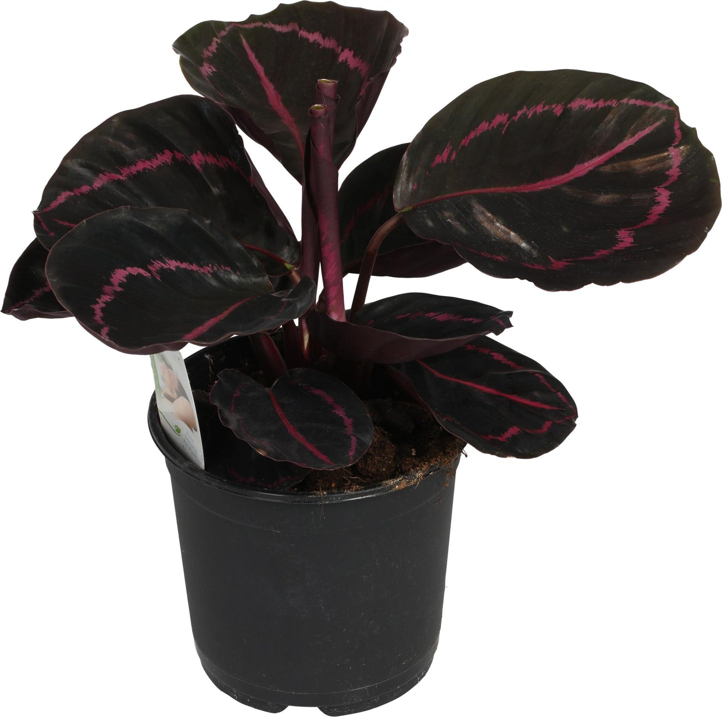 Calathea Dottie 14cm