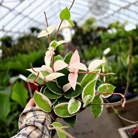 Hoya - Krimson Queen