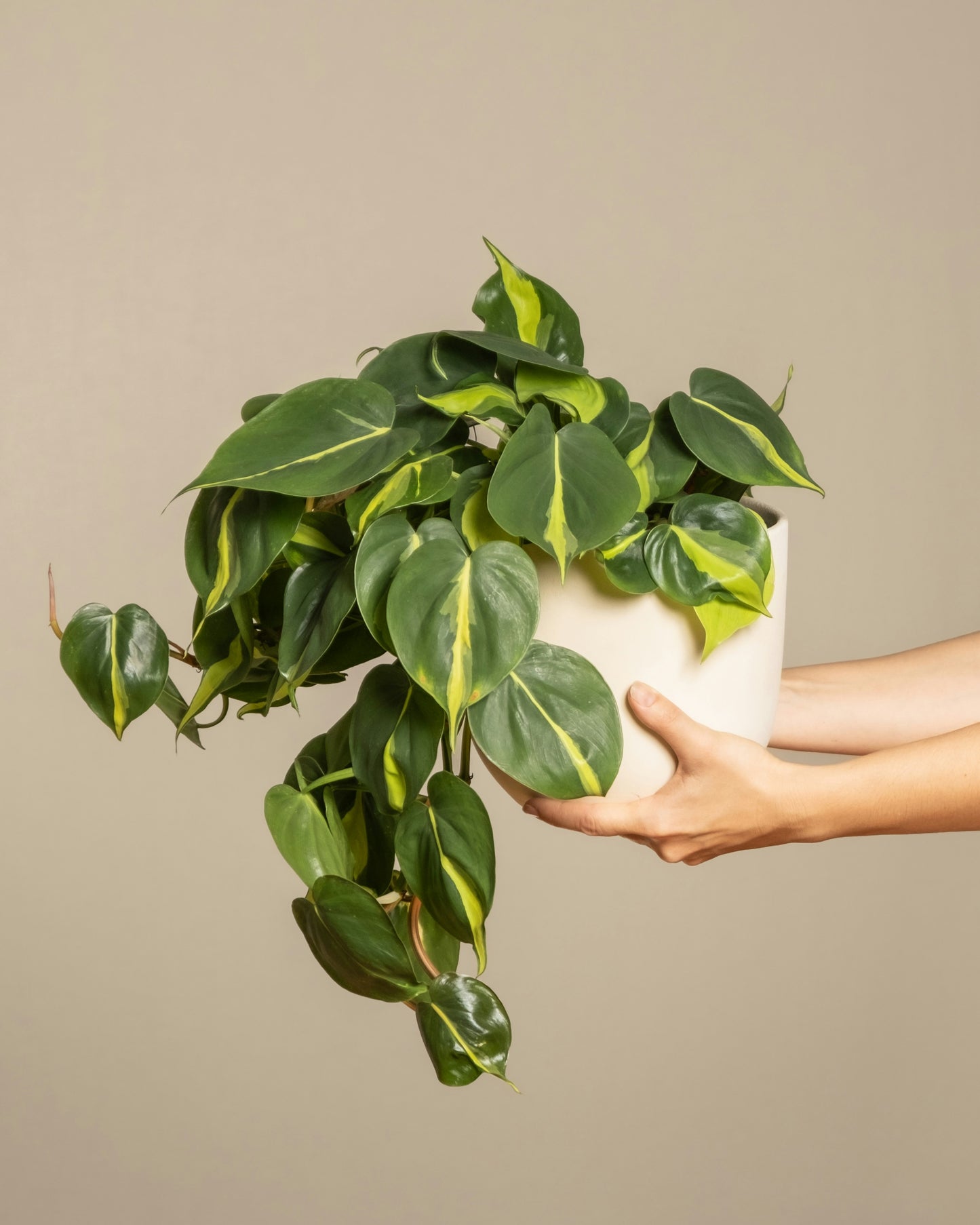 Philodendron - Brasil