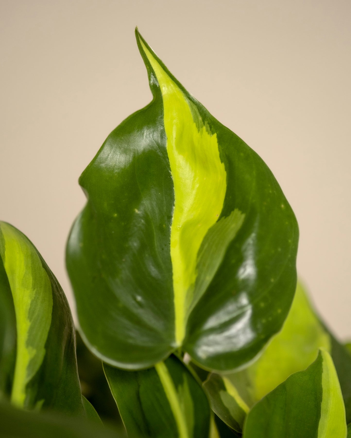 Philodendron - Brasil