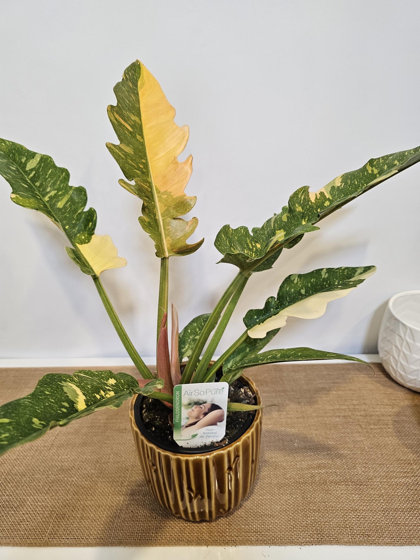 Philodendron Ring of Fire