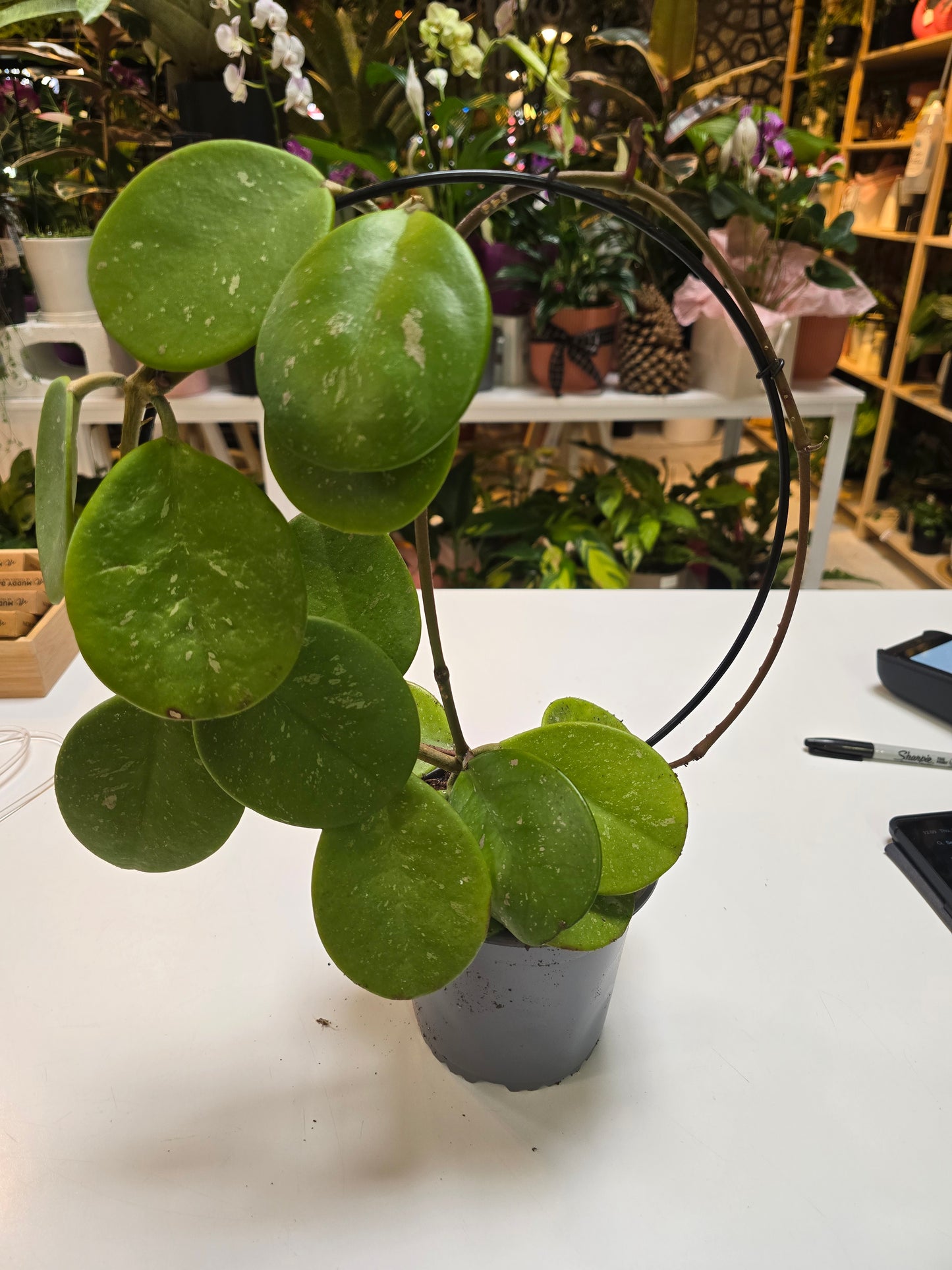 Hoya Obovata