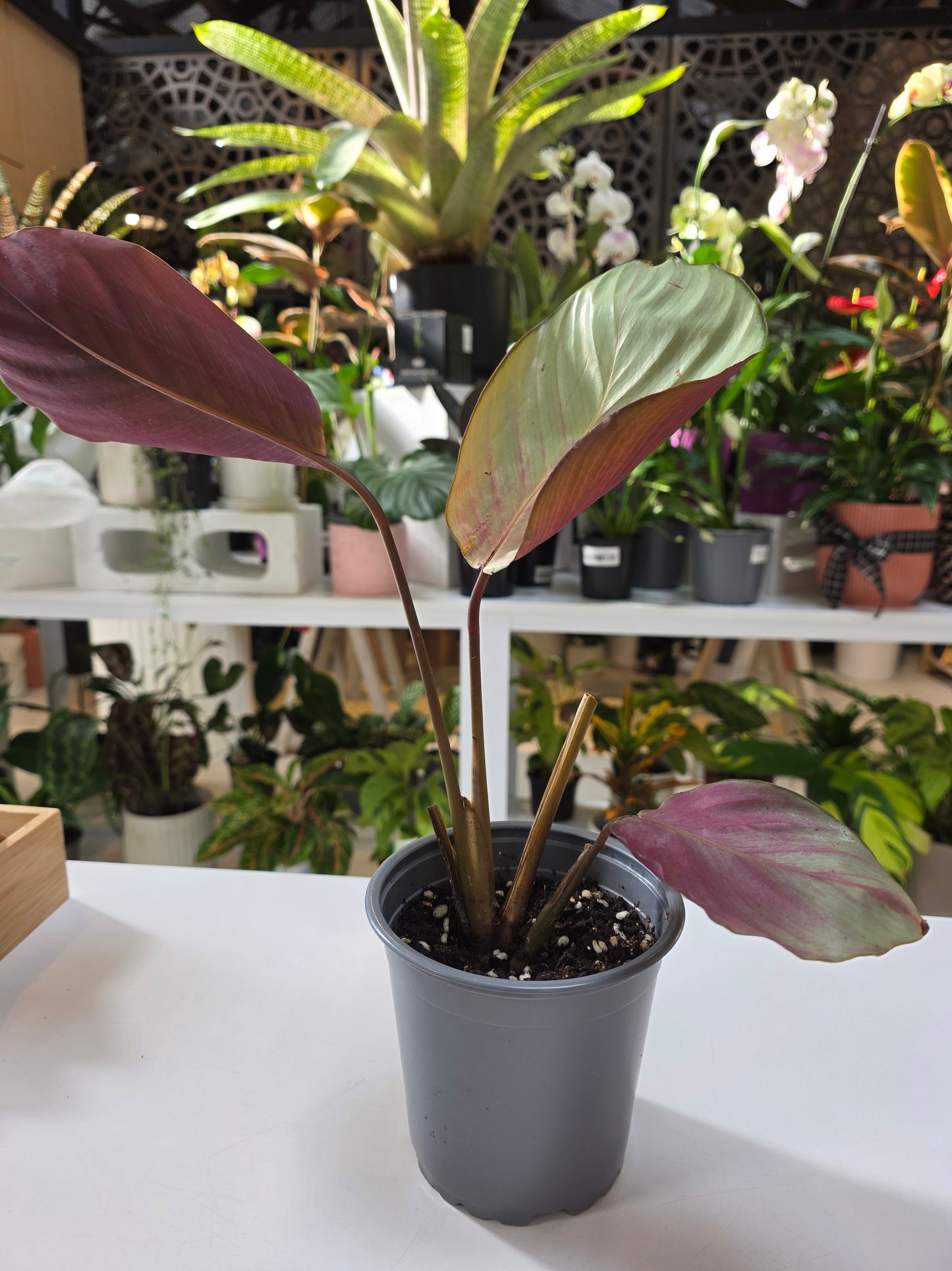 Calathea Silver Plate