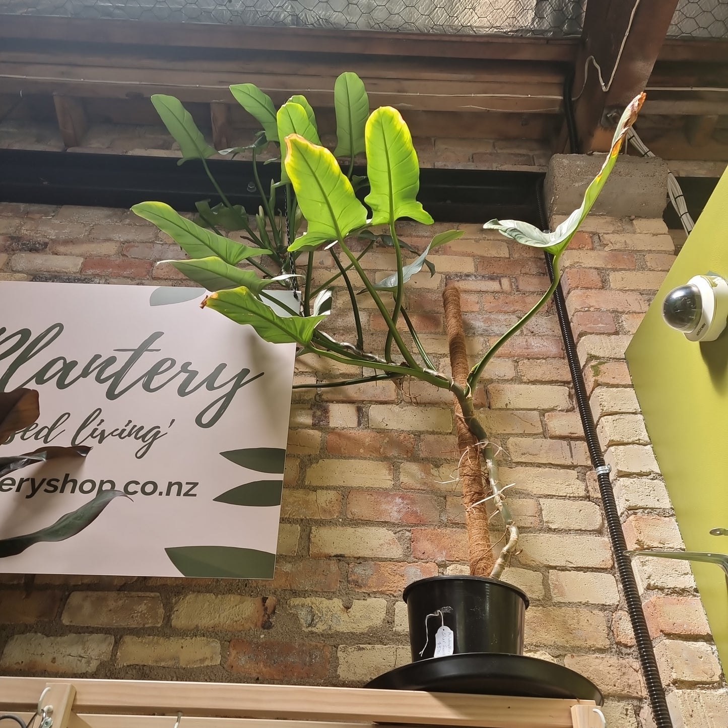 Philodendron - silver arrow
