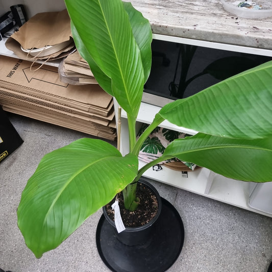 Ornamental Banana (Ensete Ventricosum)