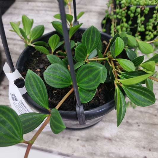 Peperomia - Beetle