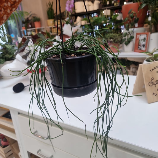 Rhipsalis Baccifera - Sphagetti