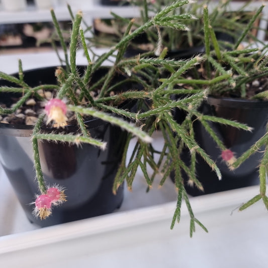 Rhipsalis - Pilocarpa