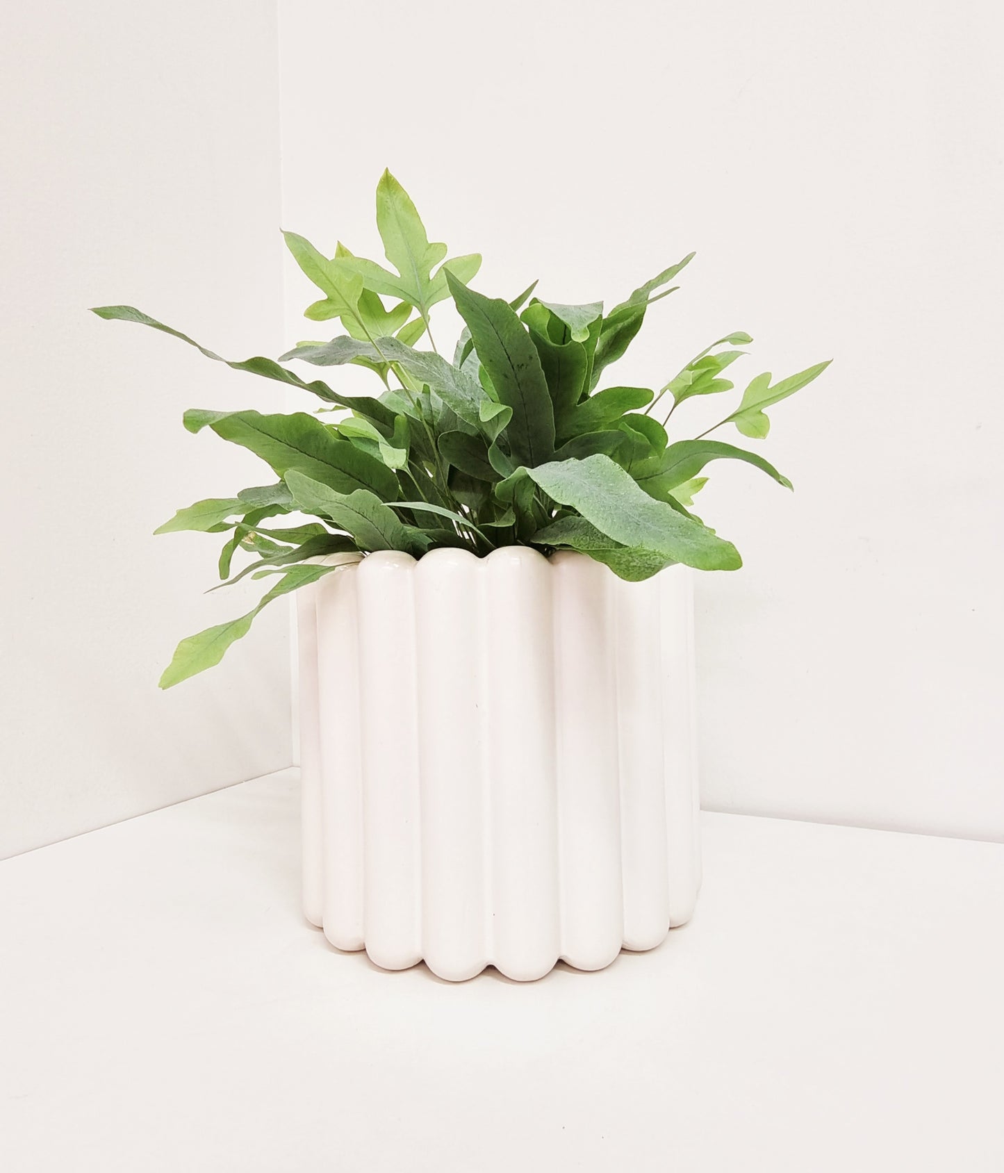 Fern - Blue Star