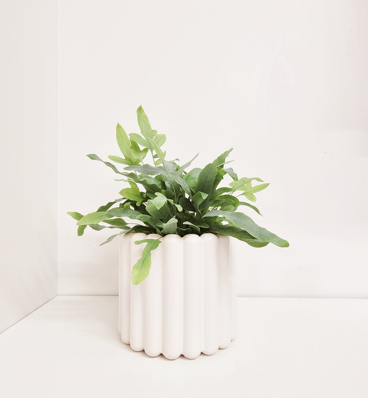 Fern - Blue Star