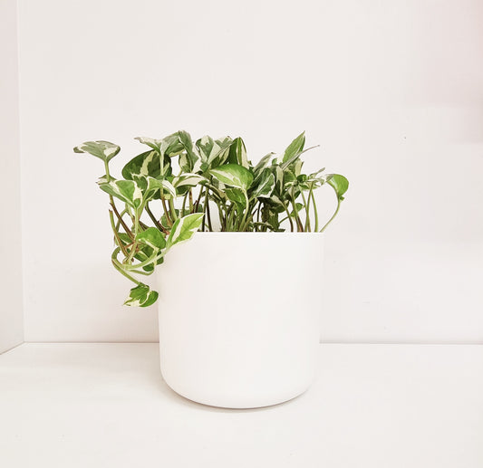 Pothos N'joy