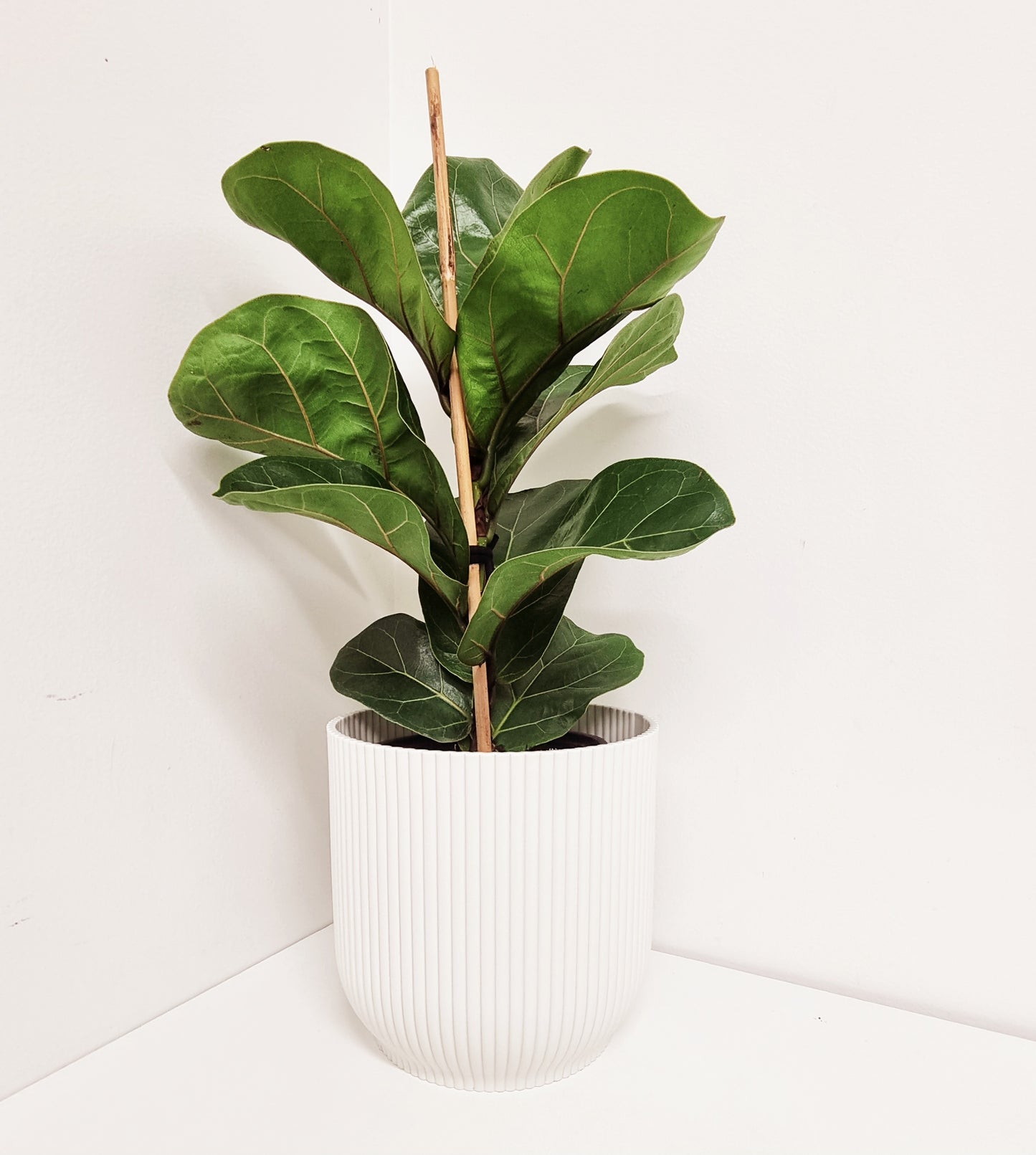 Ficus Lyrata - Bambino