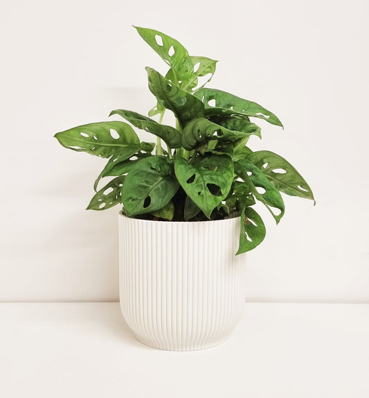Monstera Monkey Mask