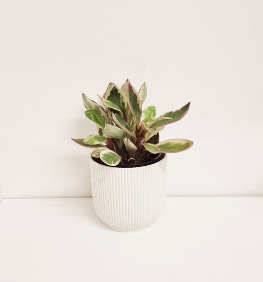 Peperomia - Tri Color