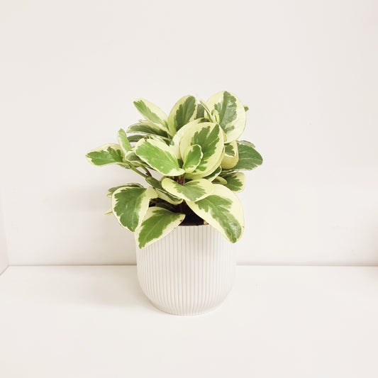 Peperomia  - Albo-Marginata