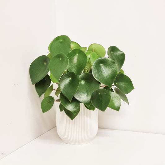 Peperomia - Polybotrya Raindrop