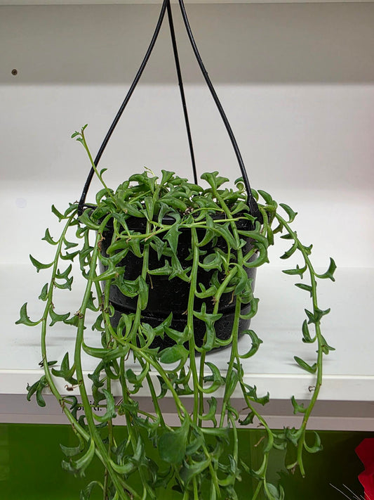 String of Dolphins