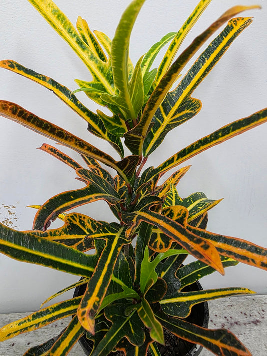Croton