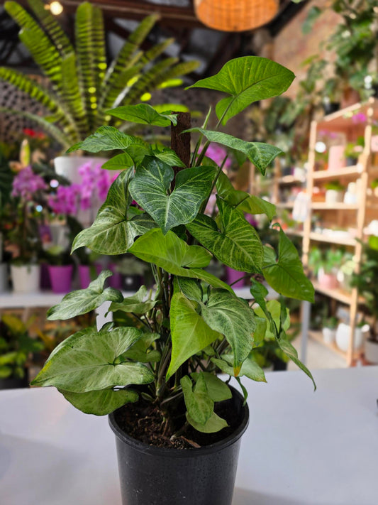 Syngonium 20cm