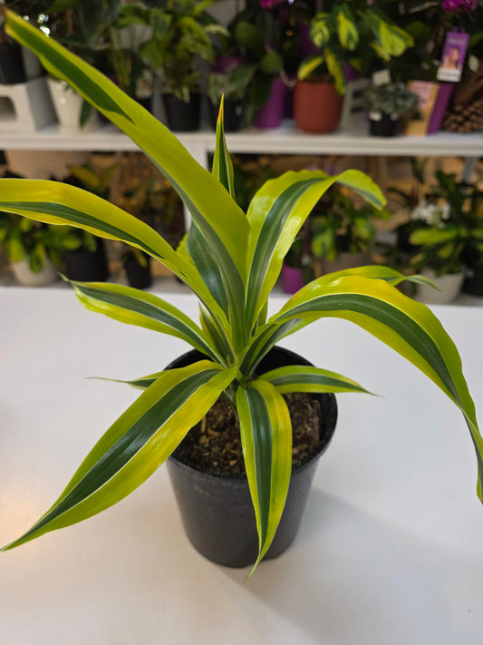 Draceana Lemon Lime 14cm