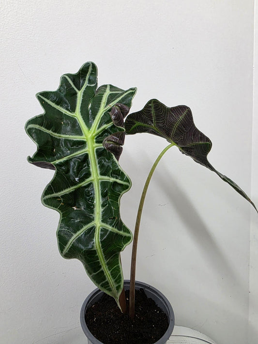 Alocasia Polly (Small)