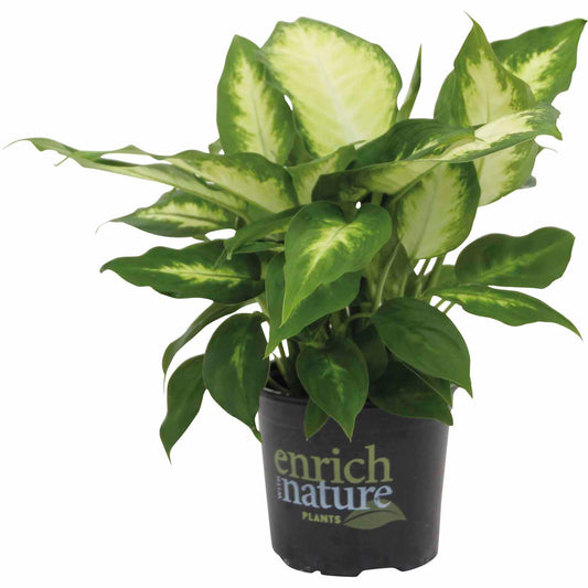 Dieffenbachia