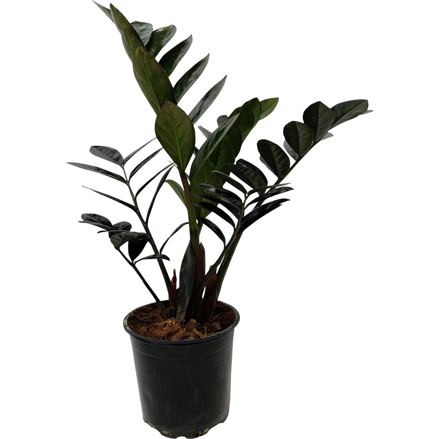 Zamioculcas Raven Black (ZZ Plant)