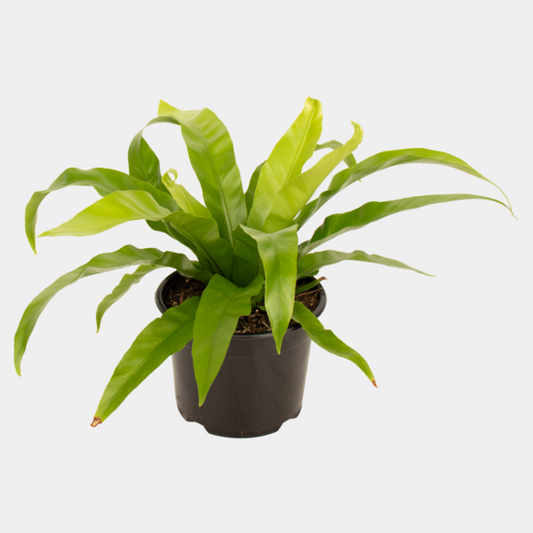 Asplenium Antiquum Bird's Nest Fern