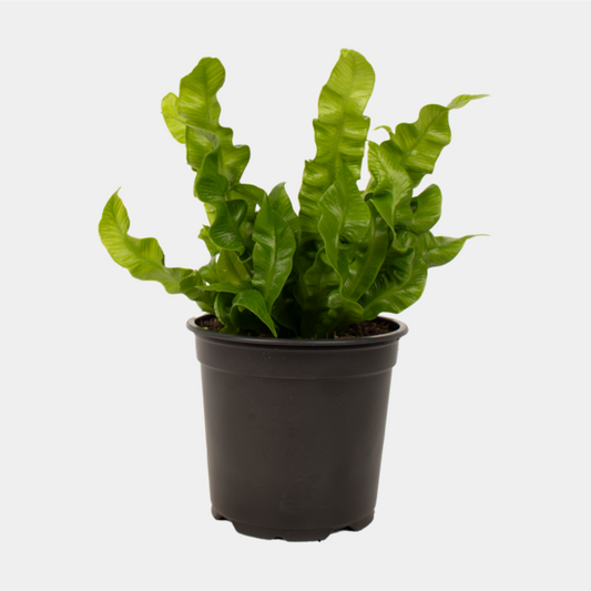 Asplenium Crispy Wave