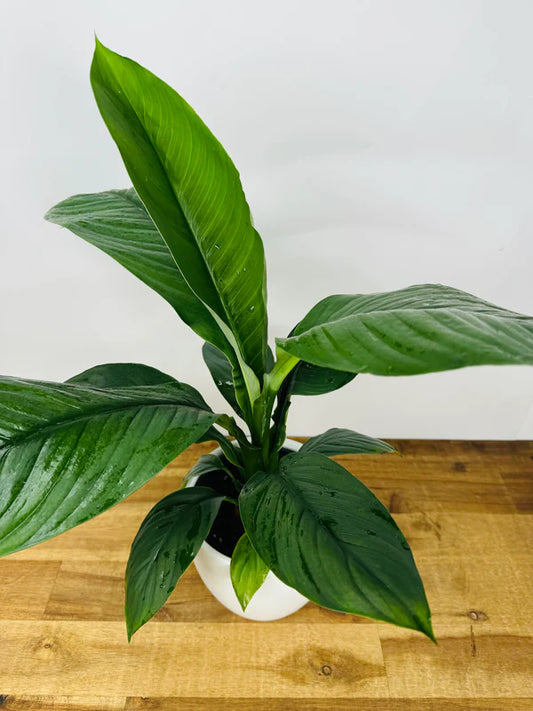 Spathiphyllum Sensation