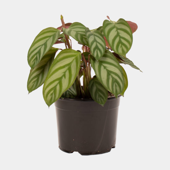 Ctenanthe Setosa
