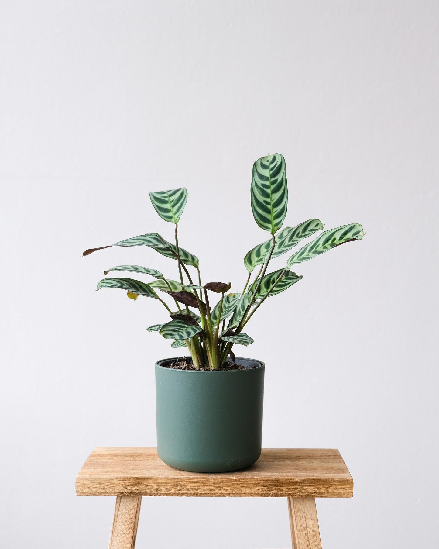 Ctenanthe Setosa