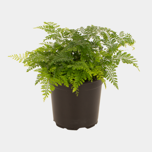 Davallia Rabbit Fern 12cm