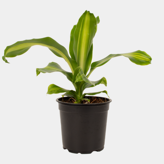 Draceana Burley 12cm