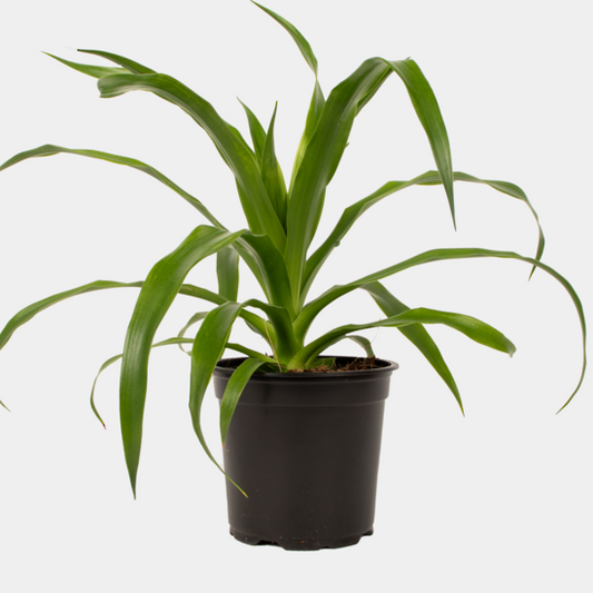 Draceana Cambodiana 12cm