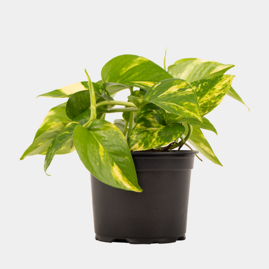 Golden Pothos (Epipremnum)