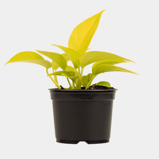 Pothos Neon (Epipremnum)